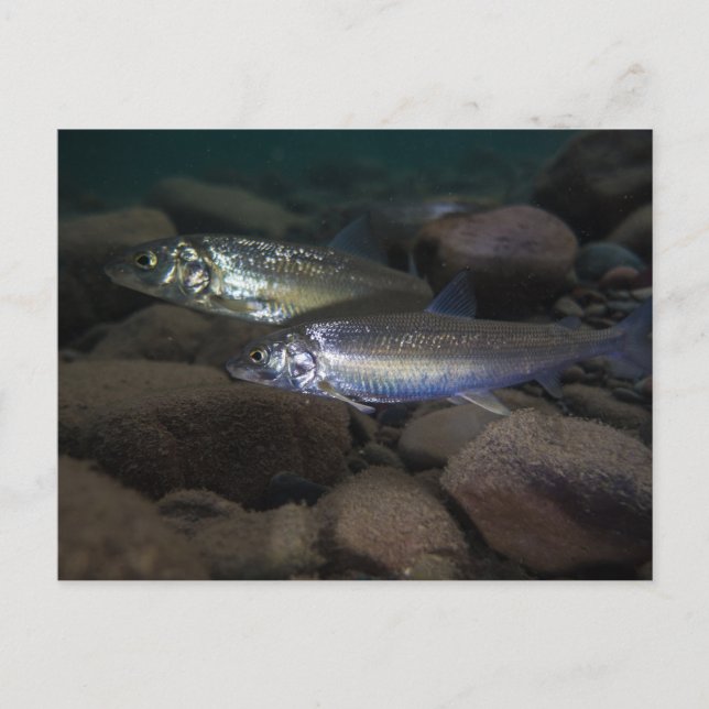 Whitefish Swimming  Postcard (Front)