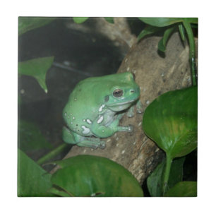 White's Tree Frog, Dumpy Frog Tile