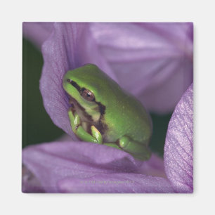 White's tree-frog magnet