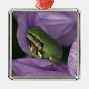White's tree-frog metal tree decoration