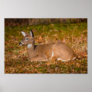 Whitetail at Rest Poster