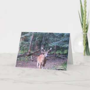 Whitetail Birthday Card