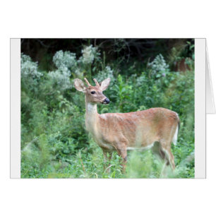 Whitetail Buck