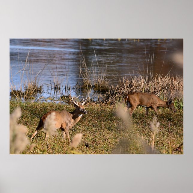Whitetail Buck and Doe Poster (Front)