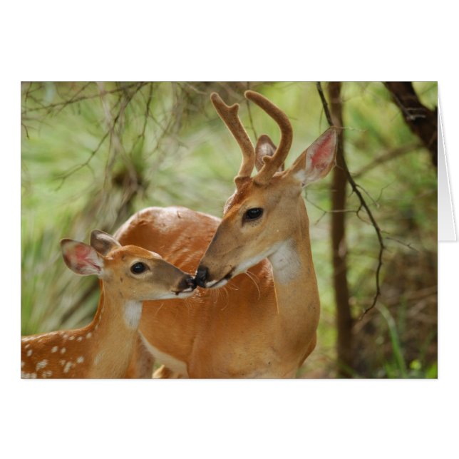 Whitetail Buck And Fawn Bonding (Front Horizontal)