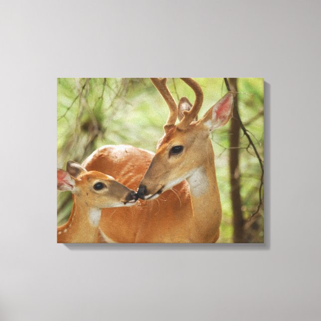 Whitetail Buck And Fawn Bonding Canvas Print (Front)