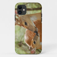 Whitetail Buck And Fawn Bonding