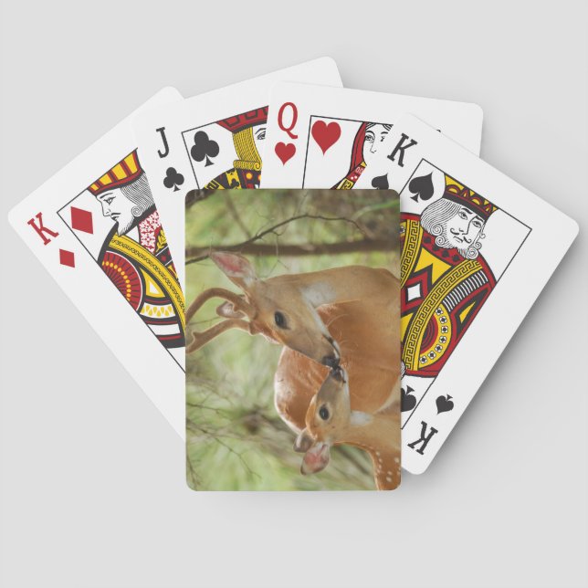 Whitetail Buck And Fawn Bonding Playing Cards (Back)