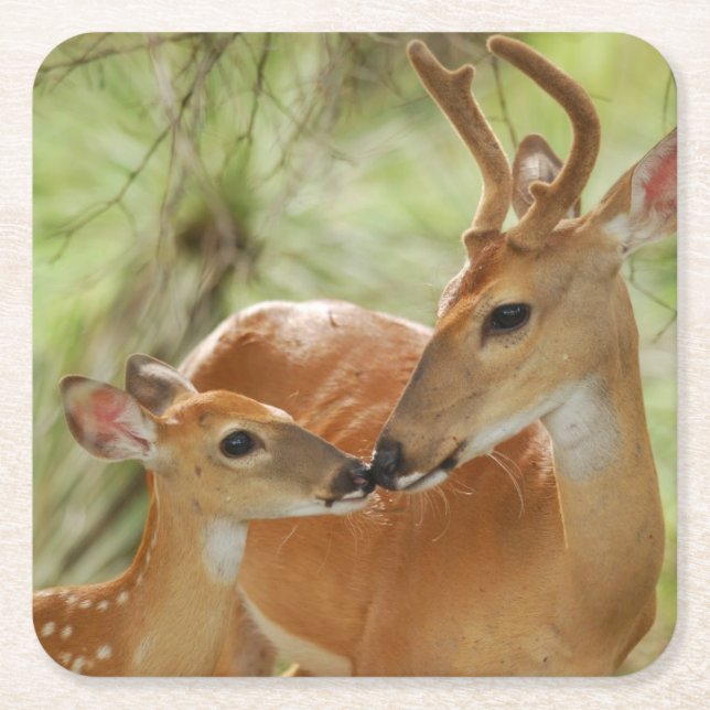 Whitetail Buck And Fawn Bonding Square Paper Coaster (Front)