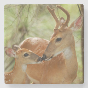 Whitetail Buck And Fawn Bonding Stone Coaster