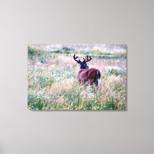 Whitetail Buck (Back) in  Summer Field Canvas Print