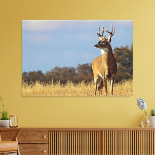 Whitetail Buck Canvas Print