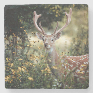 Whitetail Buck Deer awesome Hunting Stone Coaster