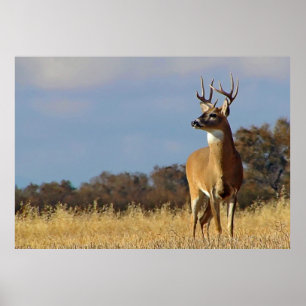 Whitetail Buck Framed Print