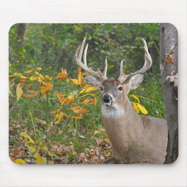 Whitetail Buck In Forest Mouse Mat (Front)