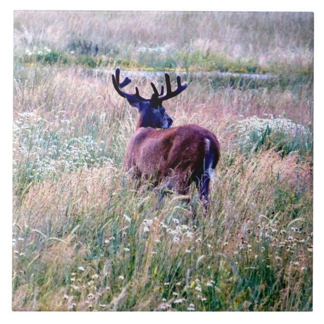 Whitetail Buck in Summer Field Ceramic Tile (Front)