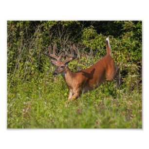 Whitetail Buck in Velvet Photo Print