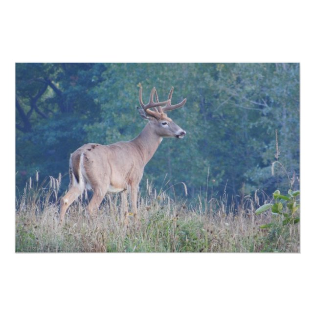 Whitetail Buck Nature Portrait  Poster (Front)