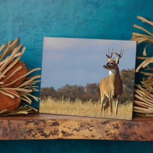 Whitetail Buck Plaque