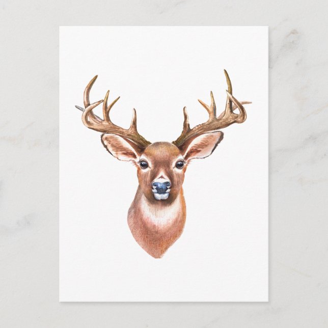 Whitetail Buck Postcard (Front)