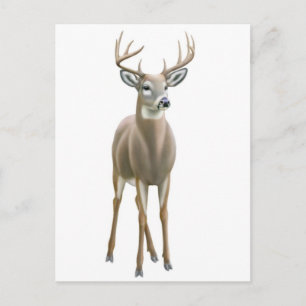Whitetail Buck Postcard