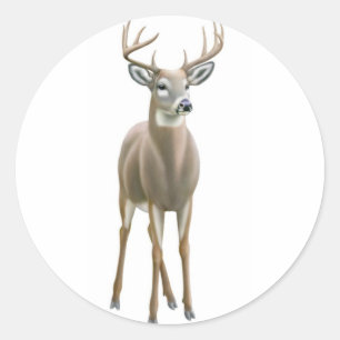 Whitetail Buck Sticker