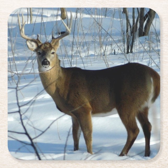 Whitetail Buck Winter Square Paper Coaster (Front)
