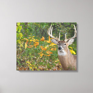 Whitetail Canvas Print
