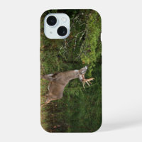 Whitetail Deer, Big Buck on the edge make scrape