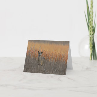 Whitetail deer blank notecard.  thank you card