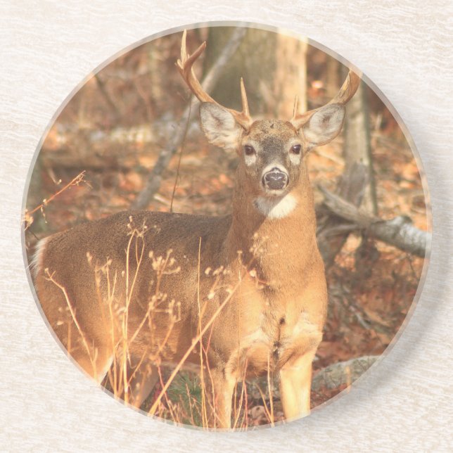 Whitetail Deer Buck Coaster (Front)