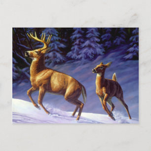 Whitetail Deer Buck & Doe in Winter Snow Postcard