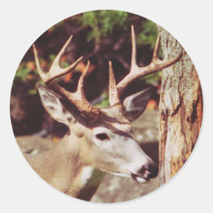Whitetail Deer (Buck) Sticker