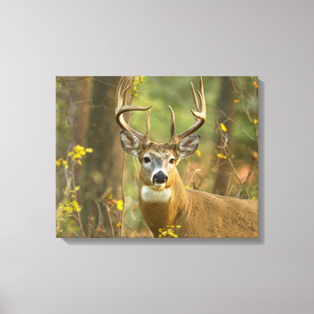 Whitetail Deer Buck | Whitefish, Montana Canvas Print (Front)