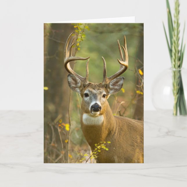 Whitetail Deer Buck | Whitefish, Montana Card (Front)