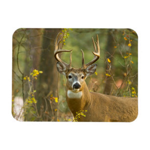 Whitetail Deer Buck Whitefish, Montana Magnet