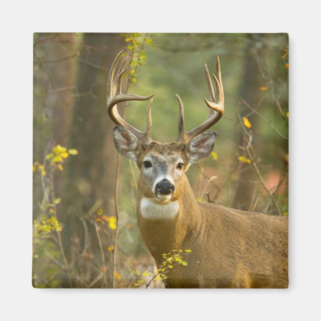 Whitetail Deer Buck | Whitefish, Montana Magnet (Front)