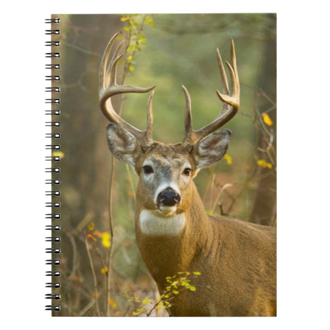 Whitetail Deer Buck | Whitefish, Montana Notebook (Front)