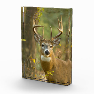 Whitetail Deer Buck Whitefish, Montana Photo Block