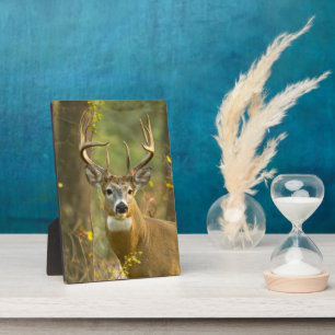 Whitetail Deer Buck Whitefish, Montana Plaque