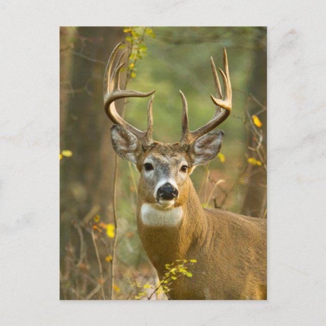 Whitetail Deer Buck | Whitefish, Montana Postcard (Front)