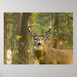 Whitetail Deer Buck   Whitefish, Montana Poster