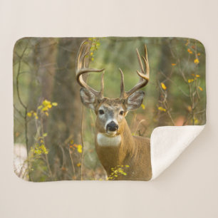 Whitetail Deer Buck Whitefish, Montana Sherpa Blanket
