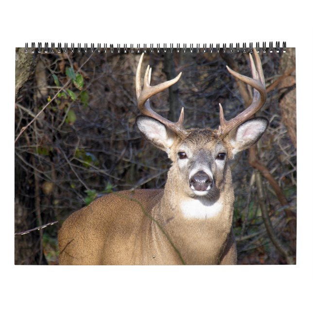 Whitetail Deer Bucks Calendar (Back)