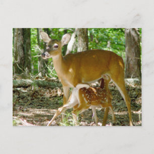 Whitetail Deer - Doe and Fawn Postcard