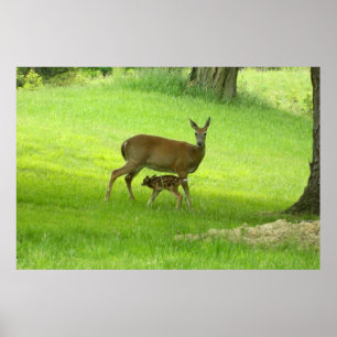 WhiteTail Deer (Doe and Fawn) Poster