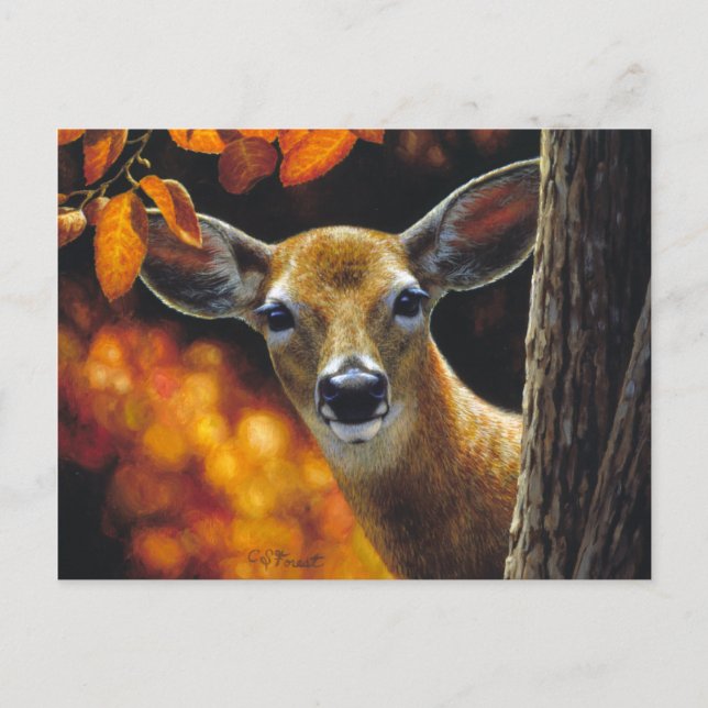 Whitetail Deer Doe Face Fall Colours Postcard (Front)