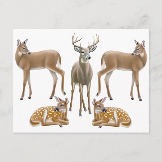 Whitetail Deer Family Postcard (Front)