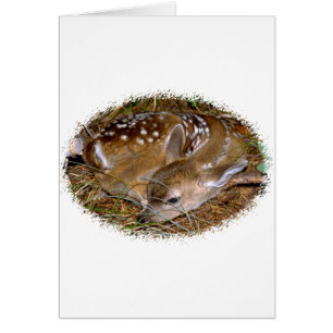 Whitetail Deer Fawn
