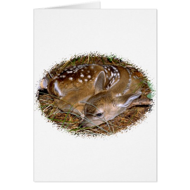 Whitetail Deer Fawn (Front)